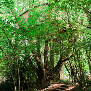 Cabane dans les arbres