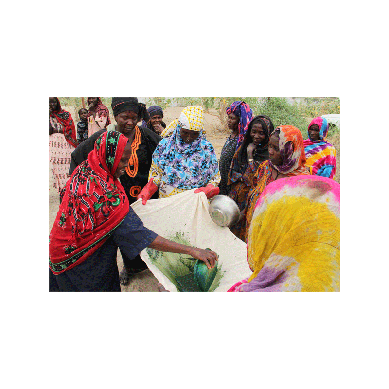 Filtration de spiruline au lac Tchad