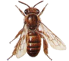 Logo L'abeille noire, maraîcher biologique