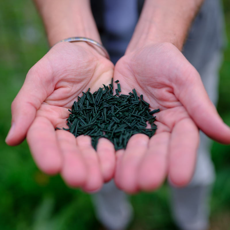 Mains ouvertes qualité spiruline