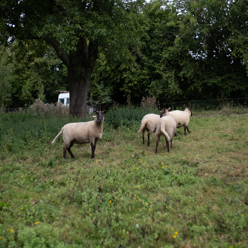 Moutons normands, les Roussins de la Hague