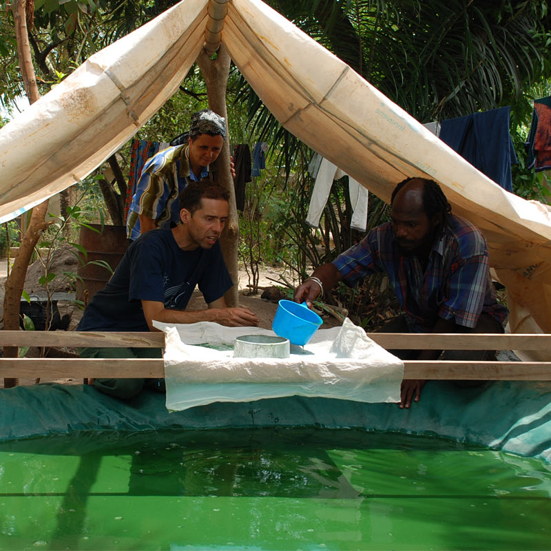 Culture de spiruline contre la malnutrition infantile