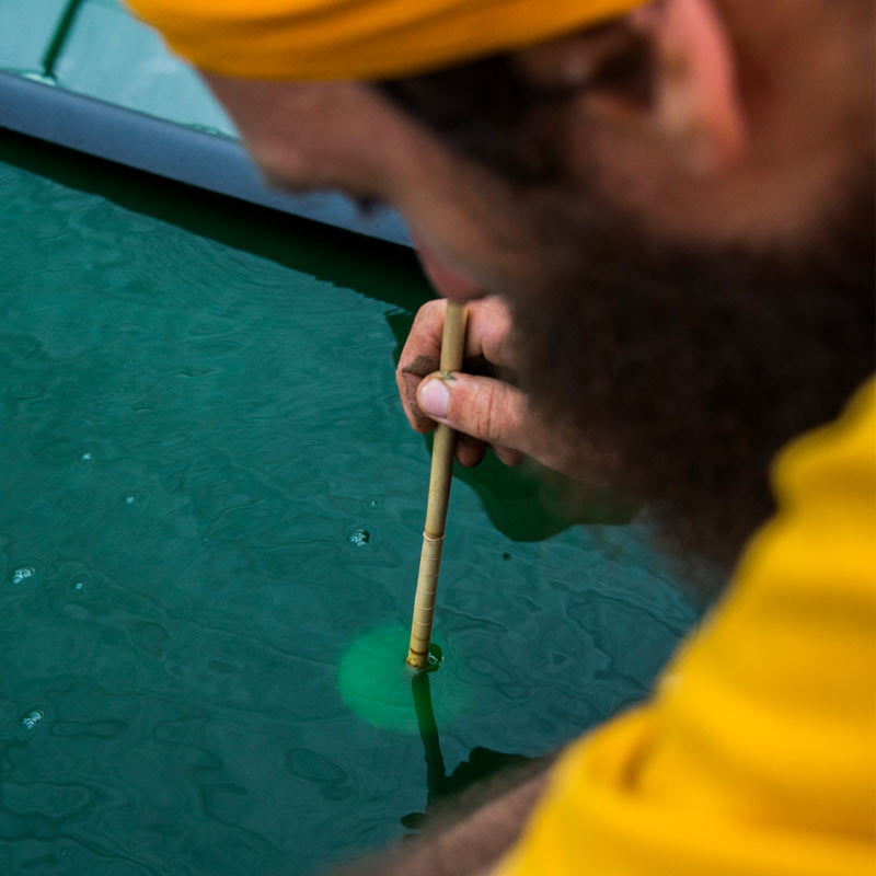 Récolte de spiruline