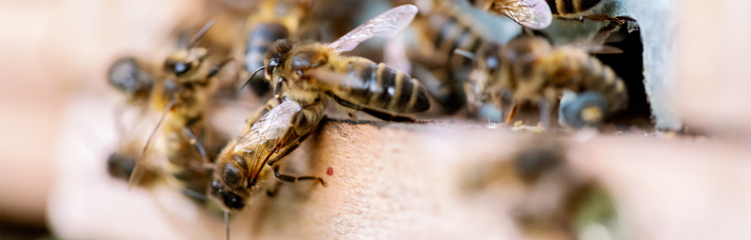 Ruche abeille gros plan