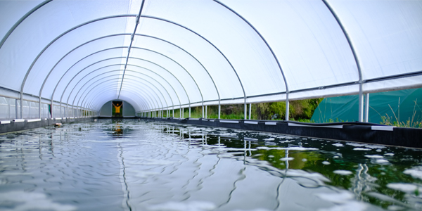 Bassin de spiruline nouvelle ferme