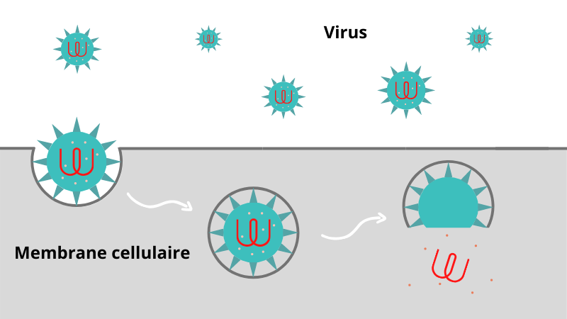 La spiruline, antiviral puissant