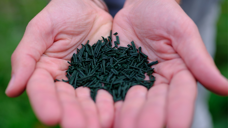 spiruline et grossesse