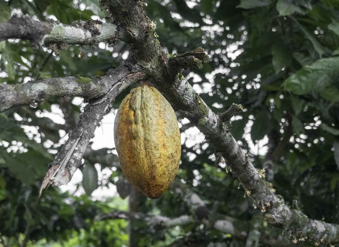 cacaoyer-feves-de-cacao