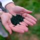 pionnier culture de spiruline