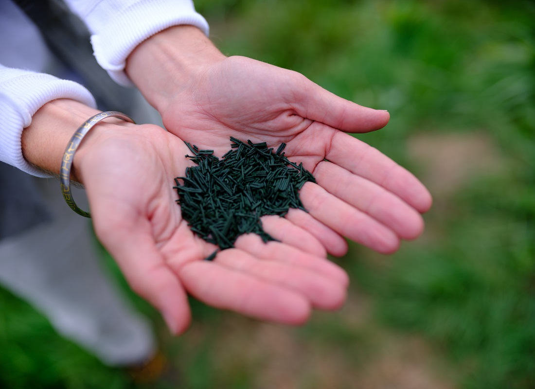 pionnier culture de spiruline