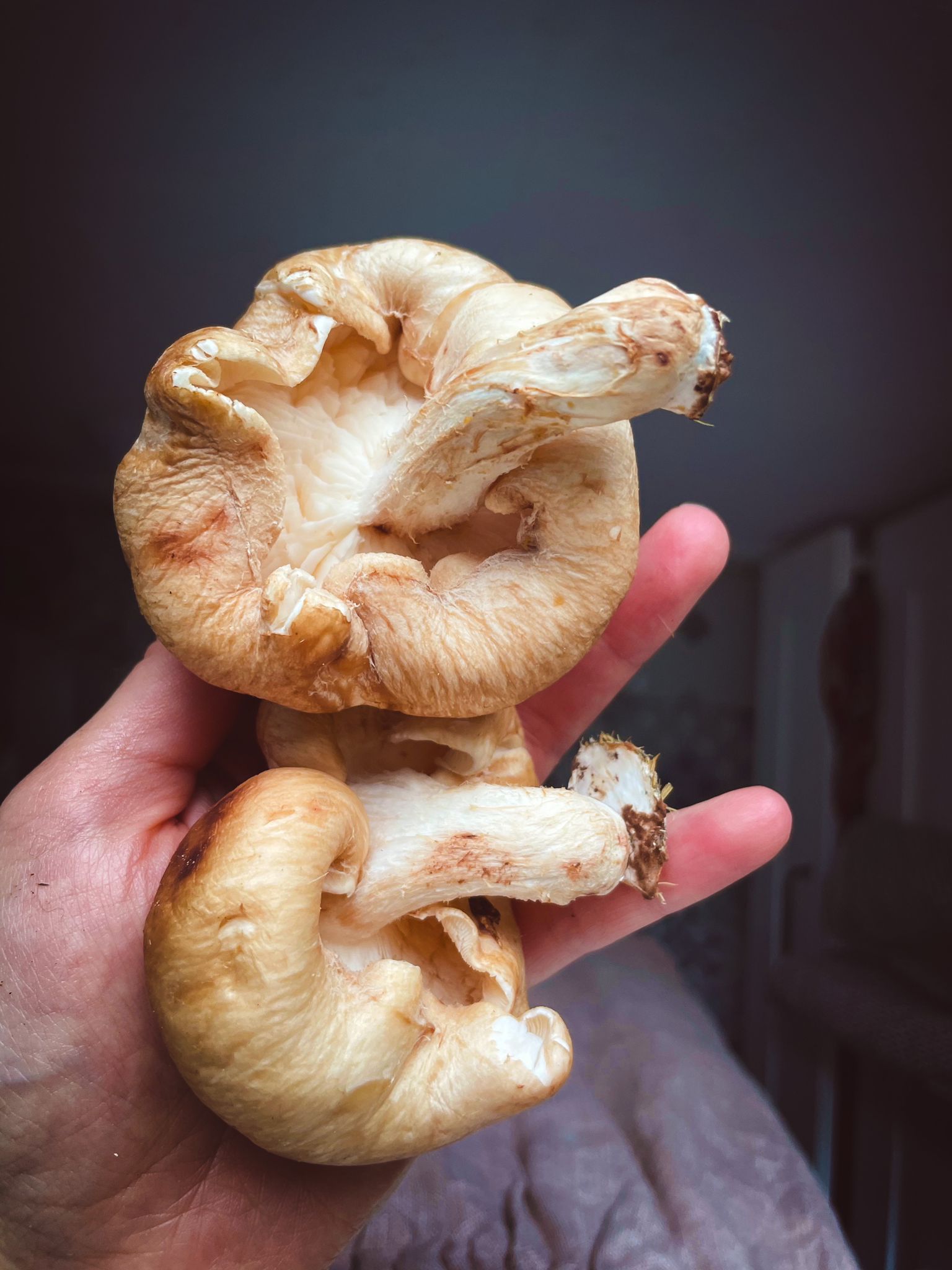 champignon pour un plat de noel