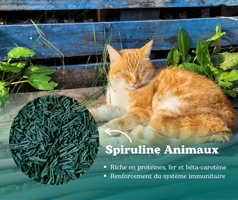 spiruline chat