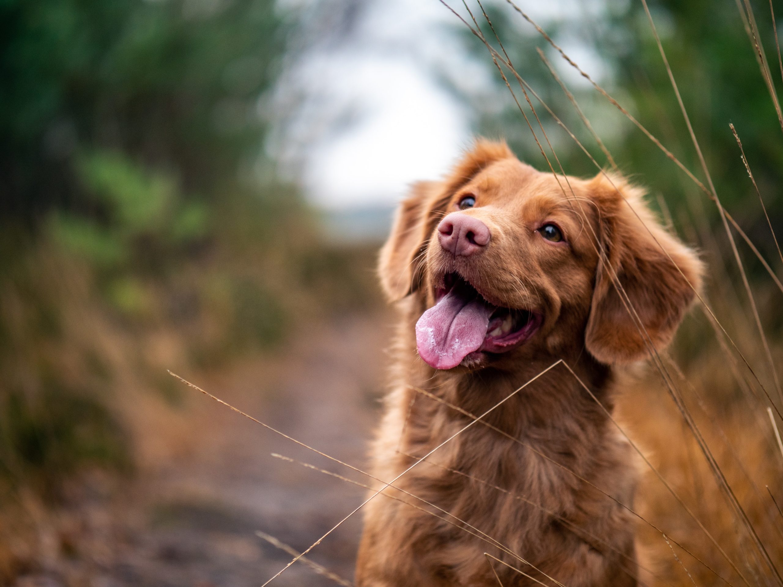 spiruline chien