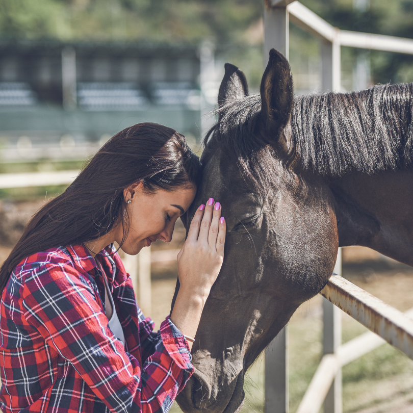 bienfaits spiruline cheval